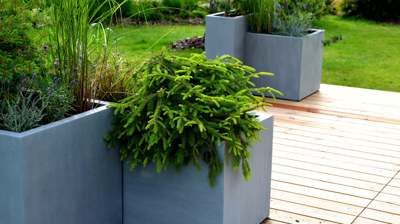 fiberglass planters containing green plants