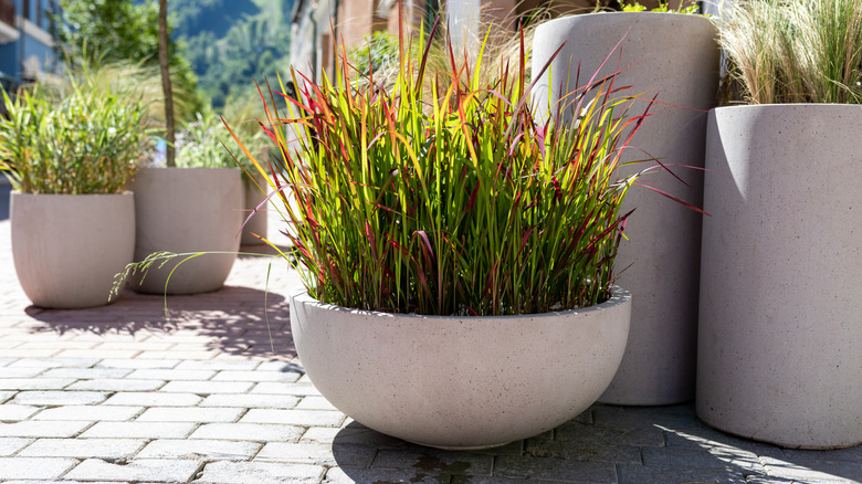 grass grows in glass fiber reinforced concrete planters