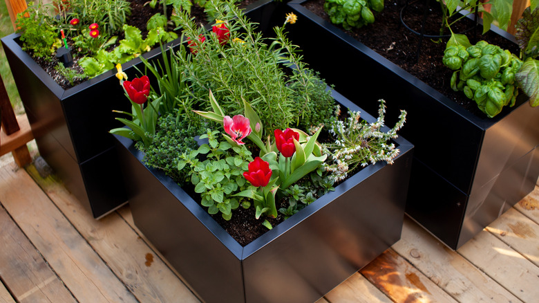 a black metal planter containing red flowers and herbs