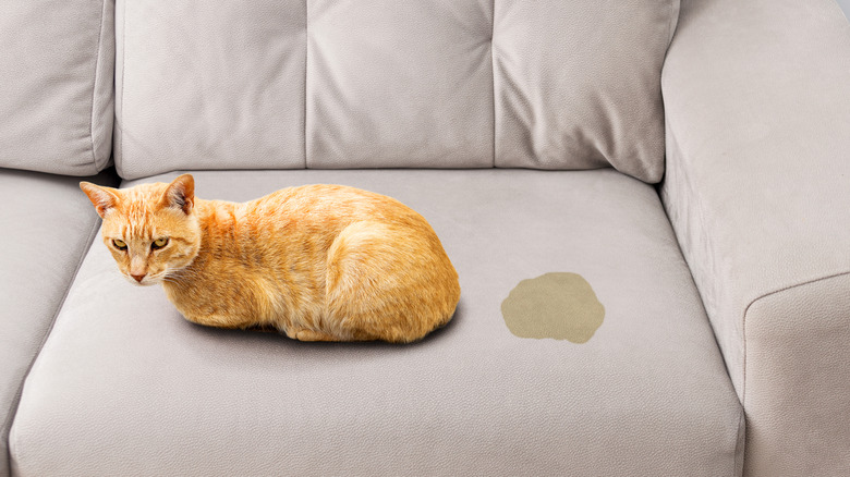 A cat on a gray leather couch beside a puddle of urine.