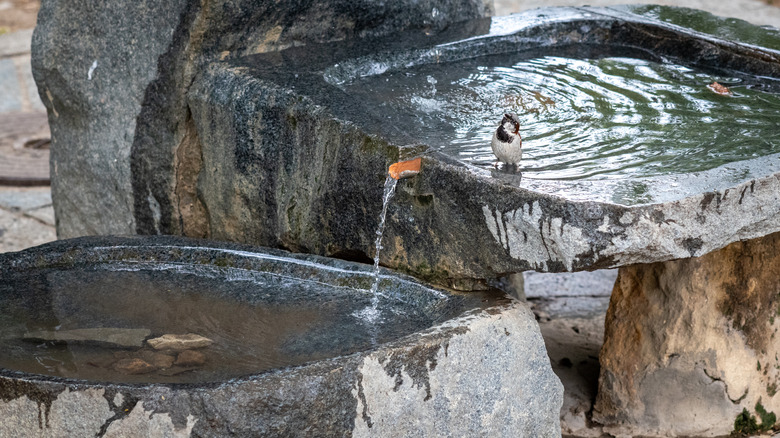 Bird bathing in carved stone bird bath