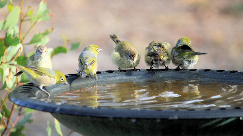 Yellow and gray birds in a bird bath with foliage in the background