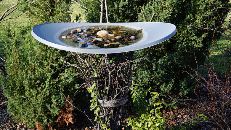 Repurposed satellite dish bird bath sitting in front of everything bushes with rocks in the bowl