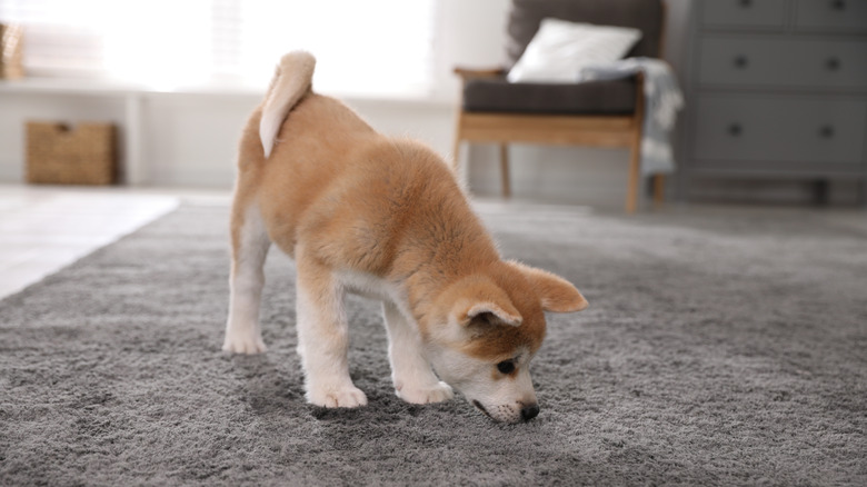 Small puppy sniffing carpet