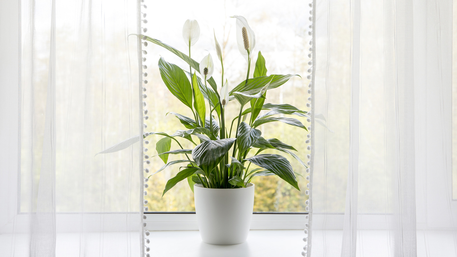 8 Varieties Of Peace Lily Plants That Are Great For Growing Indoors