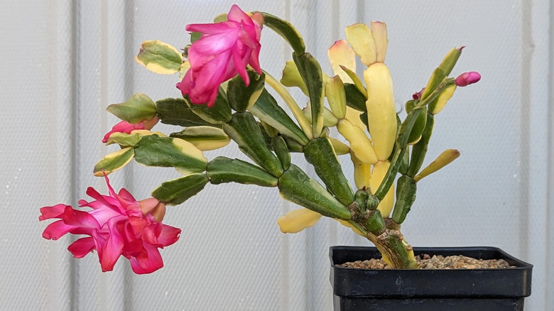 A variegated pink-flowering 'Carnival' Christmas cactus growing in a square black plastic planter.