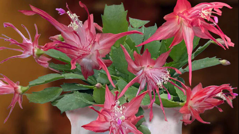 A pink-flowering 'Chiba Spot' Thanksgiving cactus with green leaves growing in a ceramic planter.