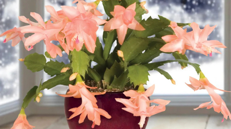 A peach-flowering 'Christmas Fantasy' holiday cactus in a maroon planter on a windowsill with snow outside.