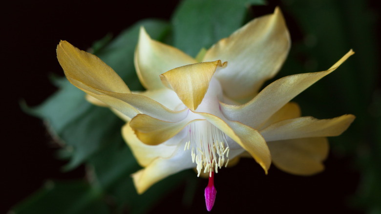 The yellow and pink flower of a 'Gold Charm' holiday cactus.