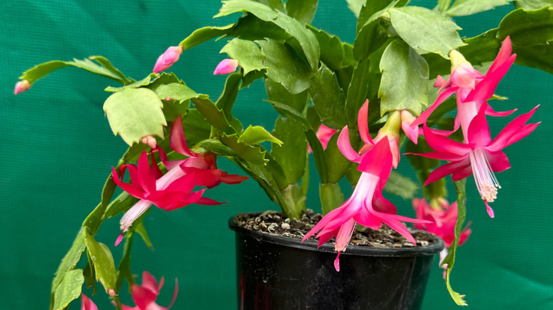 'Kris Kringle' holiday cactus
