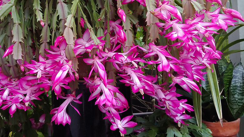 Prolific pink flowers on a large 'New Deal' holiday cactus growing indoors..
