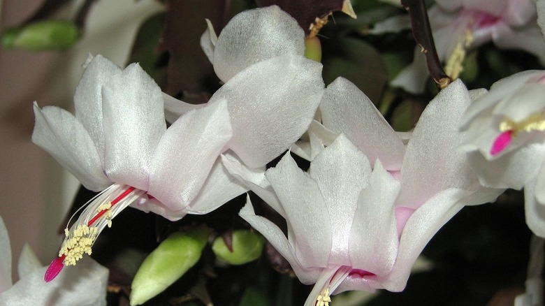 The white-and-pink flowers of a 'Witte Eva' holiday cactus.
