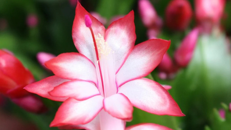The pink-and-white flower of a 'Zaraika' Schlumbergera cultivar.
