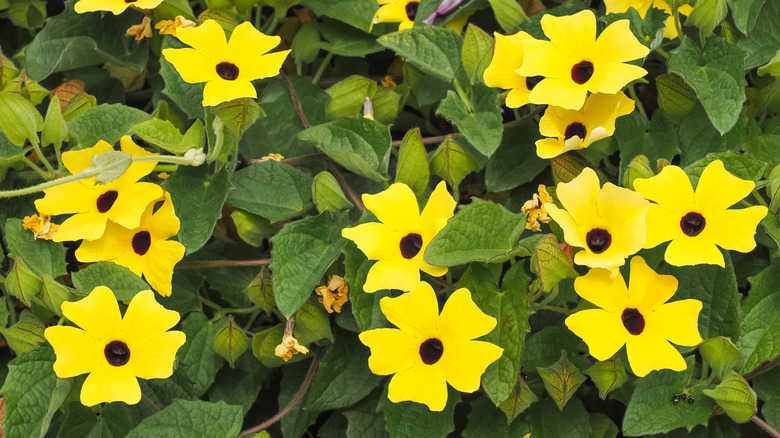 Black-eyed susan vine Thunbergia alata with yellow flowers