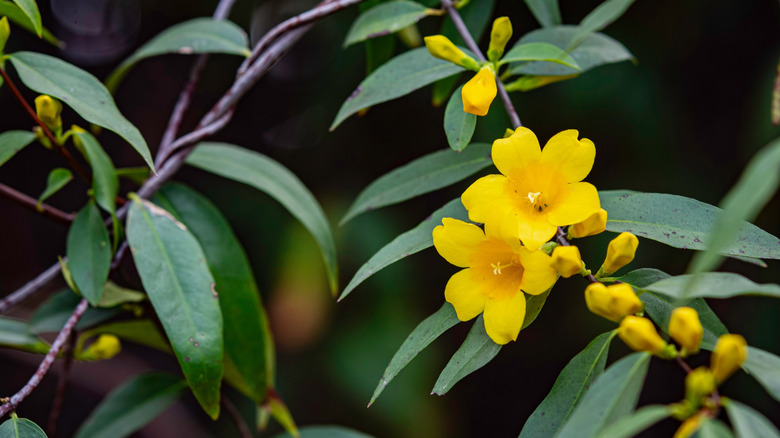 Gelsemium sempervirens Carolina jessamine with yellow blooms