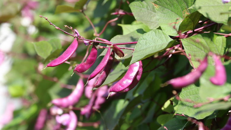 Purple beans of the Lablab purpureus
