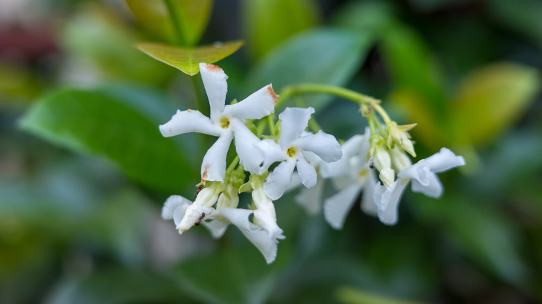Close up of star jasmine Trachelospermum jasminoides