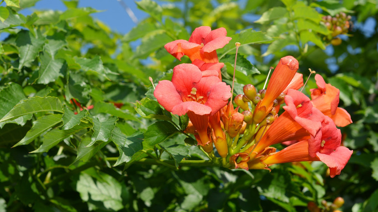 Trumper creeper Campsis radicans with red flowers