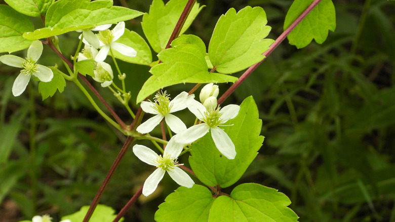 Virgin's bower Clematis virginiana with small white flowers