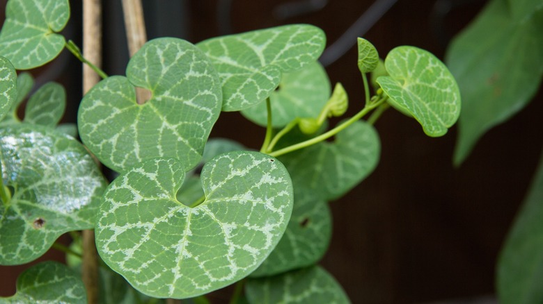 Close up of white-veined Dutchman's pipe Aristolochia fimbriata leaves