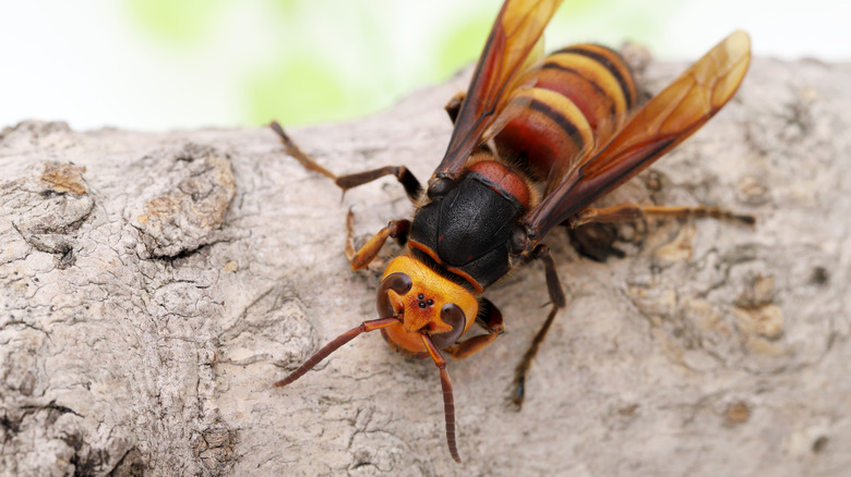 close up of hornet