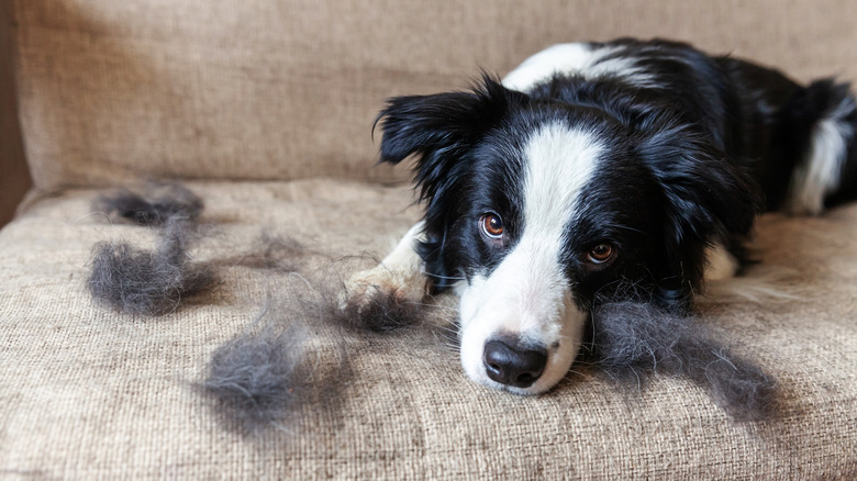 Dog and cat on rug