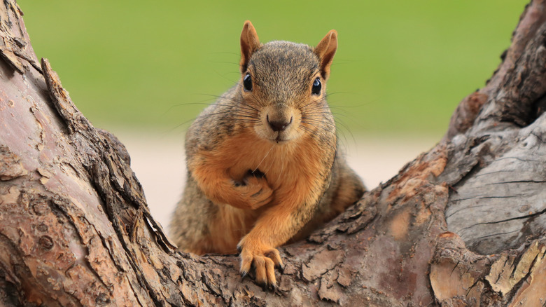 squirrel in tree