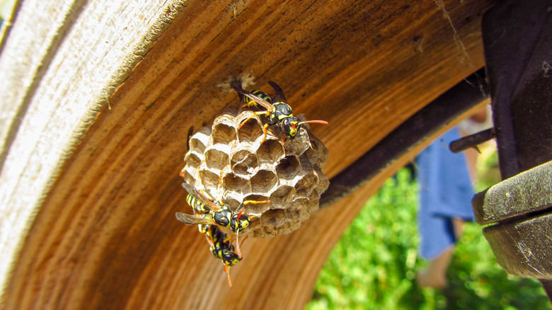 Paper wasp nest attached to eave