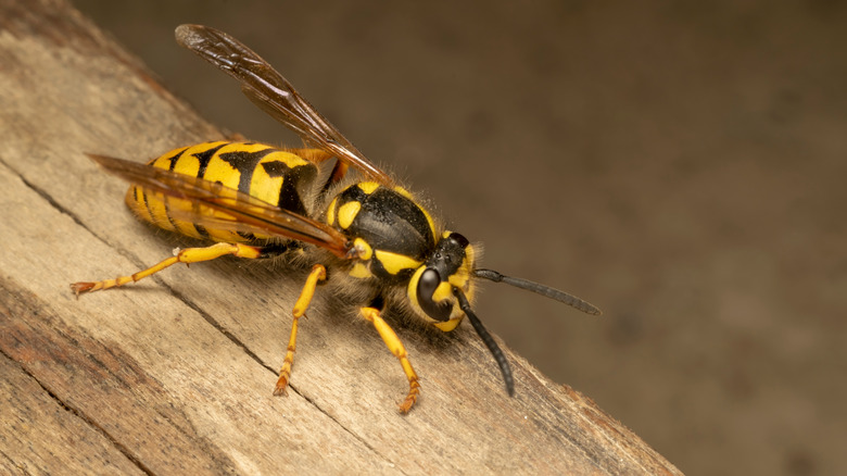 Yellowjacket close-up