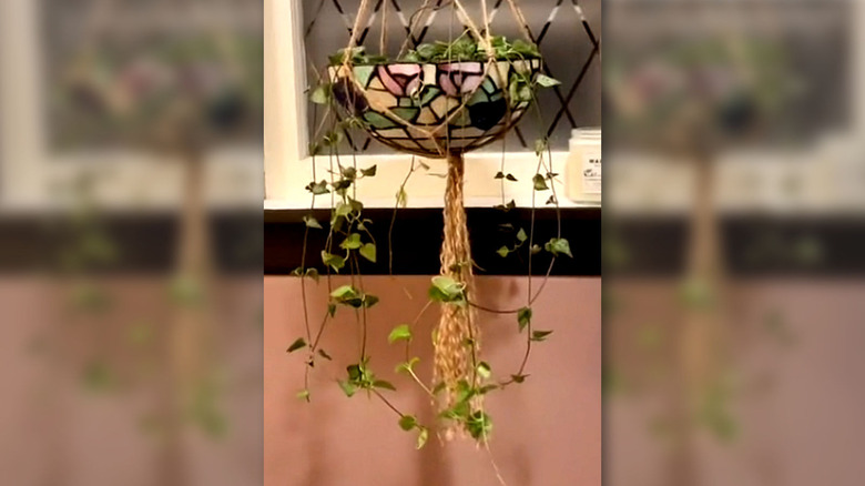 Old stained glass lampshade turned upside down and used as hanging planter in the bathroom.