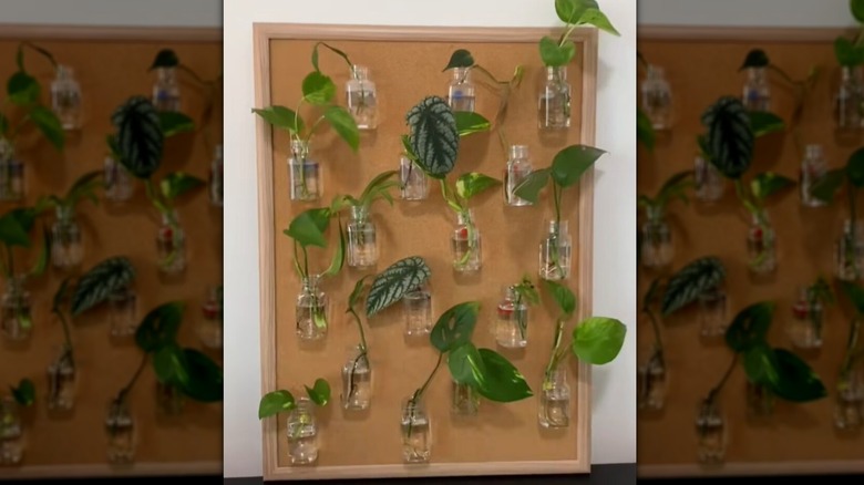 A cork board repurposed into a DIY plant propagation station with tiny vials stuck to it