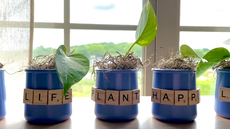 planters made of yogurt pots with small leaves coming out
