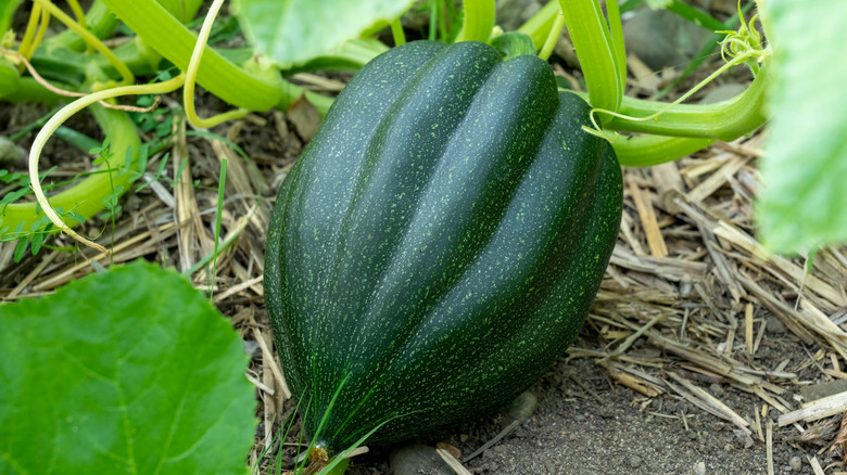 A dark green acorn squash grows on the grown in a garden