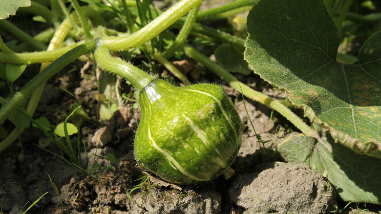 A young green buttercup squash grows on a vine