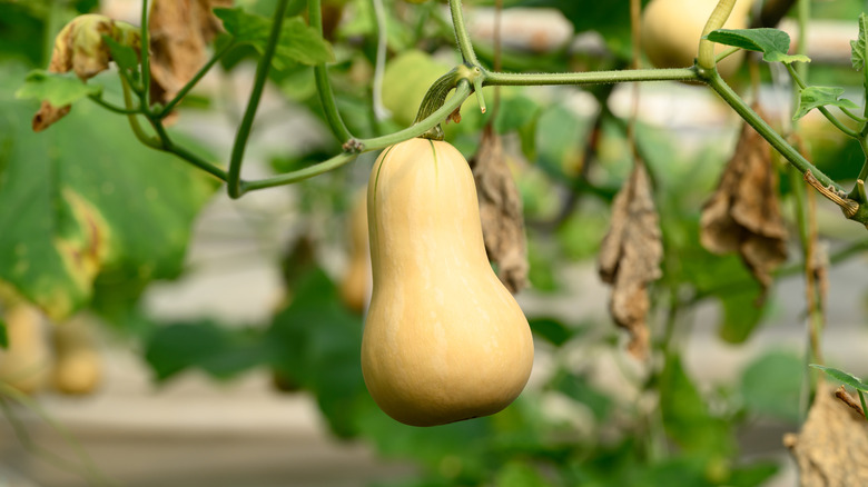 Butternut squash hangs from a vine in the garden