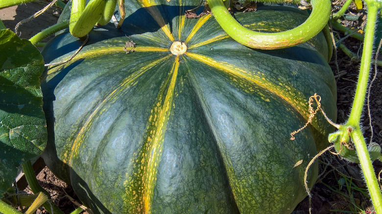 A large green calabaza squash grows in the garden