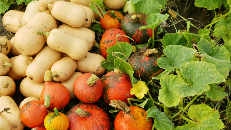 Various types of winter squash harvested or ready to harvest in a garden