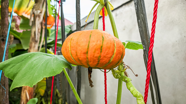 An orange kabocha squash grows on a supported vine