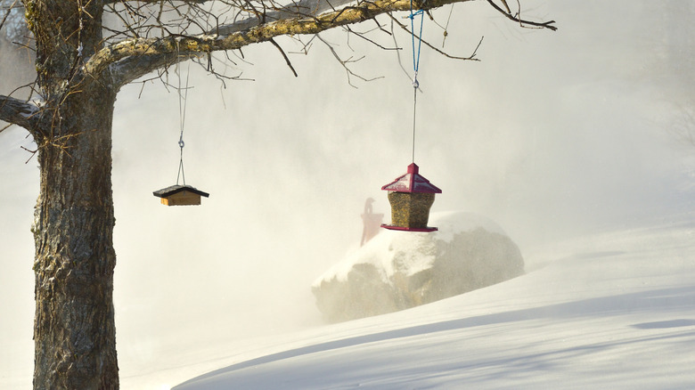 Bird feeders in a windy location under a tree