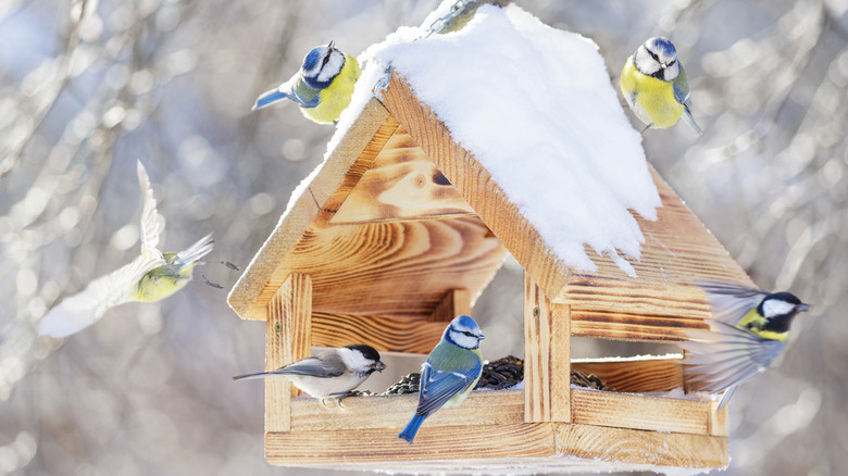 Birds at a wooden bird feeder in the snow