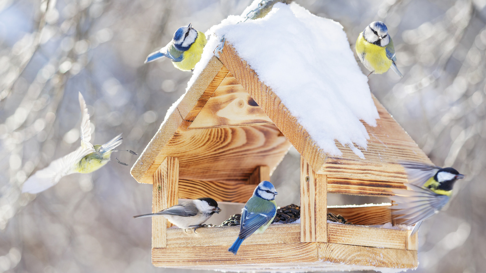8 Worst Places To Put A Feeder That Will Keep Birds From Visiting Your Yard