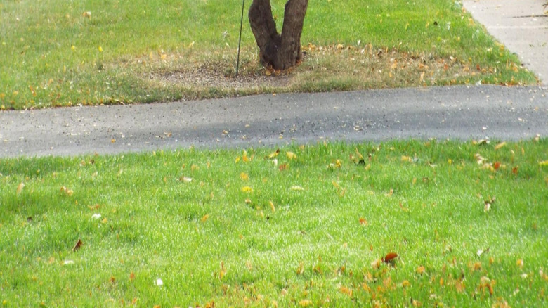 Bird feeder near a driveway