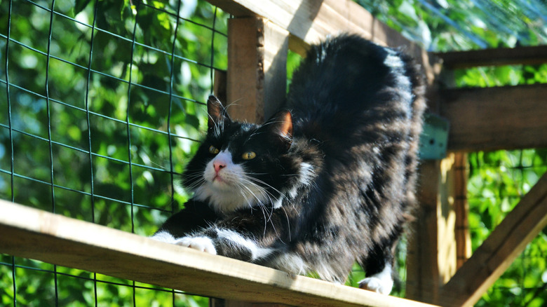 Cat stretching on a board in their catio