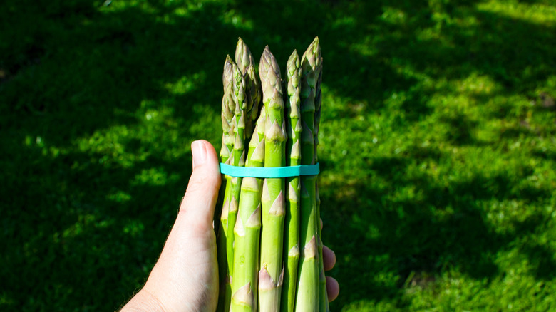 Rubber band on bunch of asparagus in someone's hand