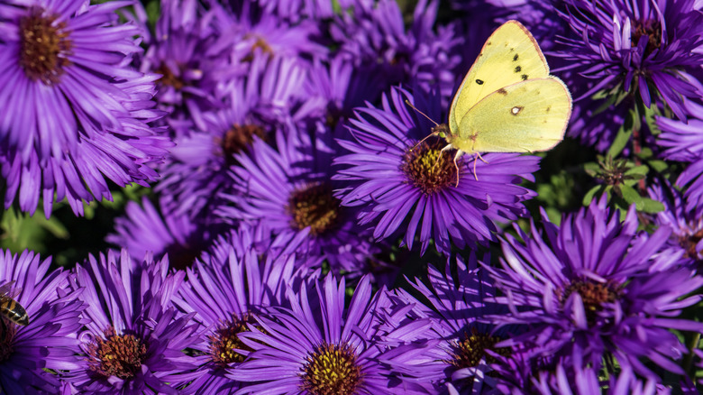 Close-up of purple aster flowers with yellow butterfly in the garden.