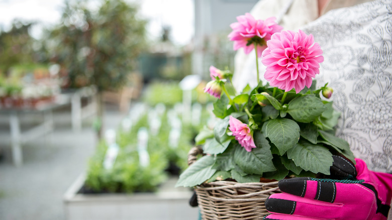 Close-up of a woman holding a dahlia plant with pink blooms and verdant foliage in a wicker container.