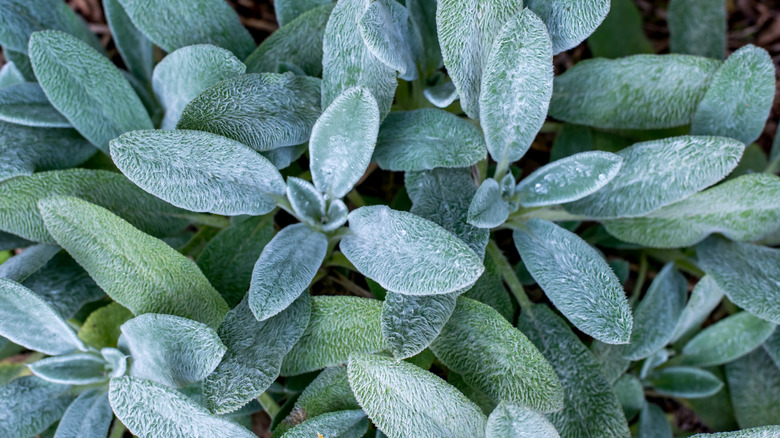 Close-up of the fuzzy foliage of lamb's ear.