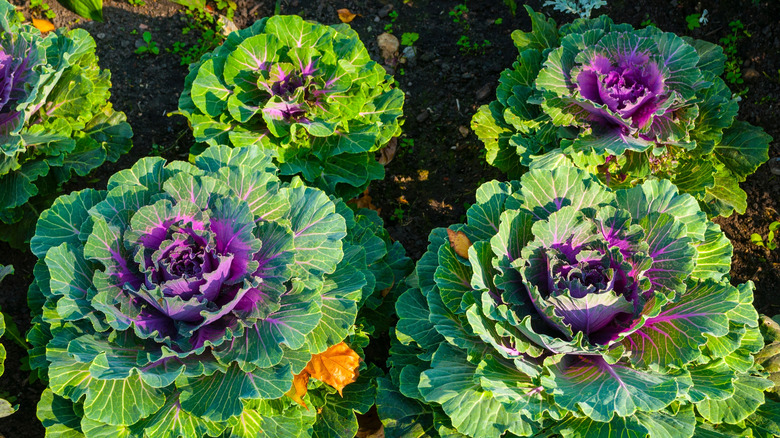 Close-up of ornamental cabbage and kale in a garden.