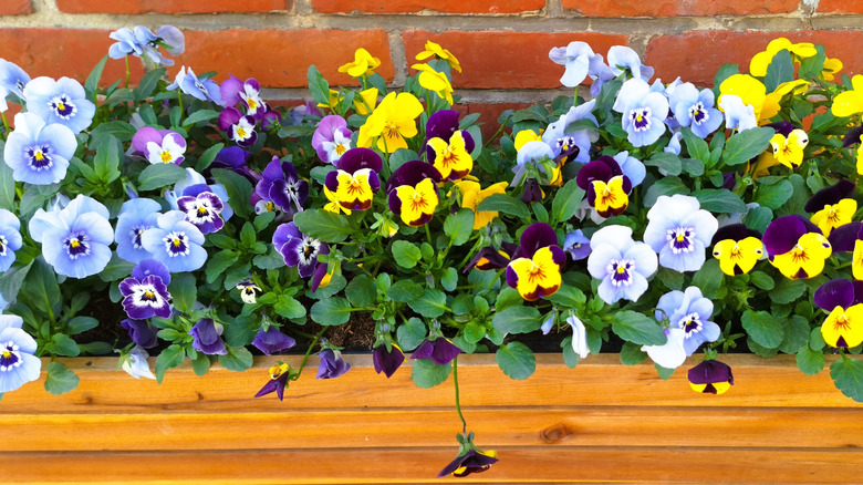 Close-up image of wooden slats planter full of colorful pansies.
