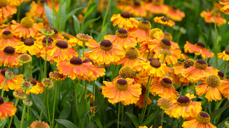 Close-up of orange and yellow sneezeweed flowers in a field.